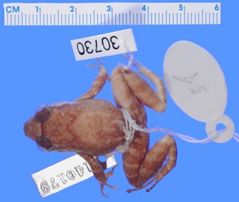 Media type: image; Herpetology A-30730